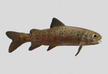 秦岭细鳞鲑是什么鱼？