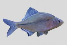 大鳍鱊是什么鱼？