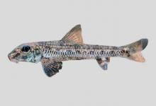 嘉积小鳔鮈是什么鱼？