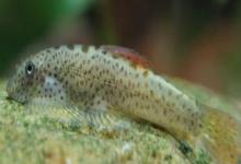 宽头拟腹吸鳅是什么鱼？