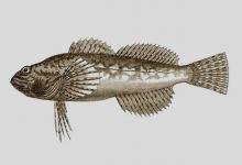 克氏杜父鱼是什么鱼？