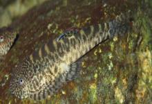 麦氏拟腹吸鳅是什么鱼？