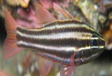 褐带天竺鲷是什么鱼？