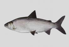 乌苏里白鲑是什么鱼？