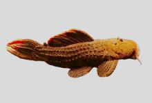 侧吻锉甲鲶是什么鱼？