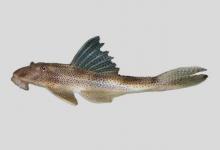 卡斯特罗锉甲鲶是什么鱼？