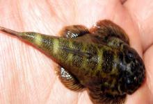 刺臀华吸鳅是什么鱼？