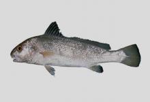 白条叫姑鱼是什么鱼？