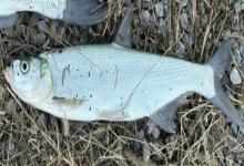 短臀近红鲌是什么鱼？