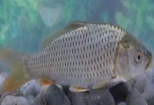 杞麓白鱼是什么鱼？