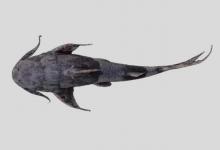 原魾是什么鱼？