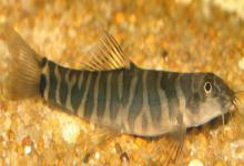 美斑南鳅是什么鱼？