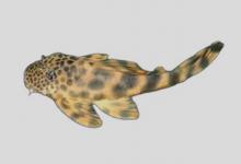 稀斑梳钩鲶是什么鱼？