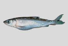 基氏白鲑是什么鱼？