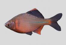 黑龙江鳑鲏是什么鱼？