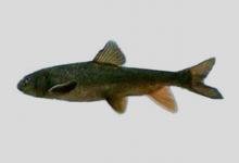 宝兴裸裂尻鱼是什么鱼？