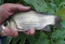 土鲫鱼最大能长多少斤？