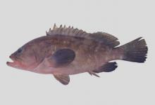 萤点石斑鱼是什么鱼？