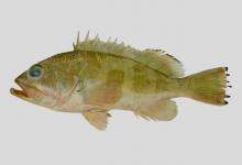 南海石斑鱼是什么鱼？