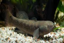 黑体塘鳢是什么鱼？