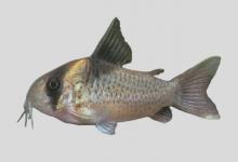 斑点甲鲶是什么鱼？