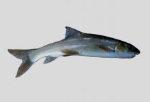 阿富汗裂腹鱼是什么鱼？