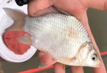 高背鲫能自然繁殖吗？