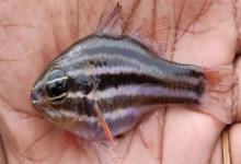 库氏天竺鲷是什么鱼？