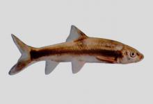 贡山弓鱼是什么鱼？