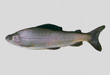 黑龙江茴鱼是什么鱼？