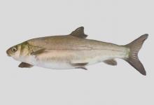 云南裂腹鱼是什么鱼？