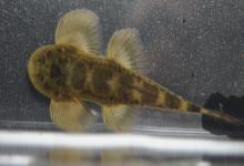 长体间吸鳅是什么鱼？