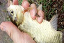 钓黄金鲫用什么饵料好？