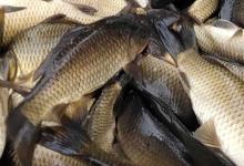 工程鲫吃什么食物？