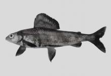 蒙古茴鱼是什么鱼？