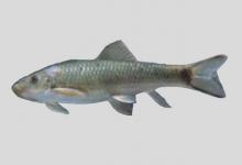 泸溪直口鲮是什么鱼？