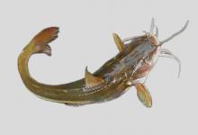 大鳍鳠是什么鱼？