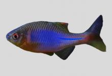 石台鳑鲏是什么鱼？