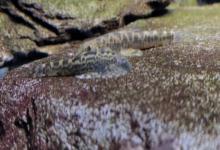 窑滩间吸鳅是什么鱼？