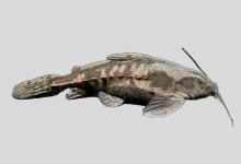 赫氏拟陶乐鲶是什么鱼？