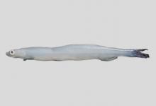 安氏新银鱼是什么鱼？