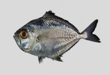 宽身牙鲾是什么鱼？