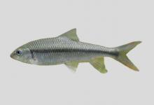 粗须白甲鱼是什么鱼？