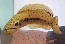 斑卡鳢是什么鱼？