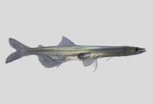 大银鱼是什么鱼？