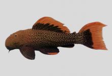 豹纹假棘甲鲶是什么鱼？