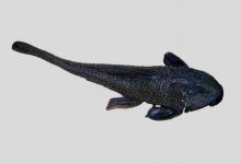 黑氏锉甲鲶是什么鱼？