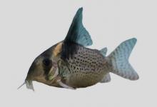 黑尾背甲鲶是什么鱼？