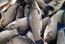 彭泽鲫是工程鲫吗？