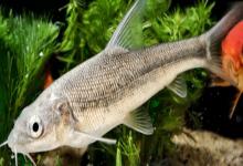 大鳞鲃是什么鱼？